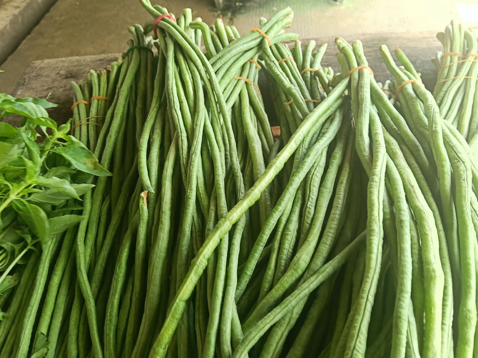 KACANG PANJANG