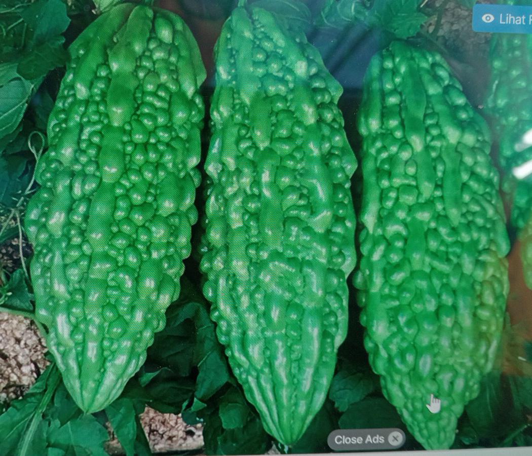 KIOS SAYUR ALFRIDA