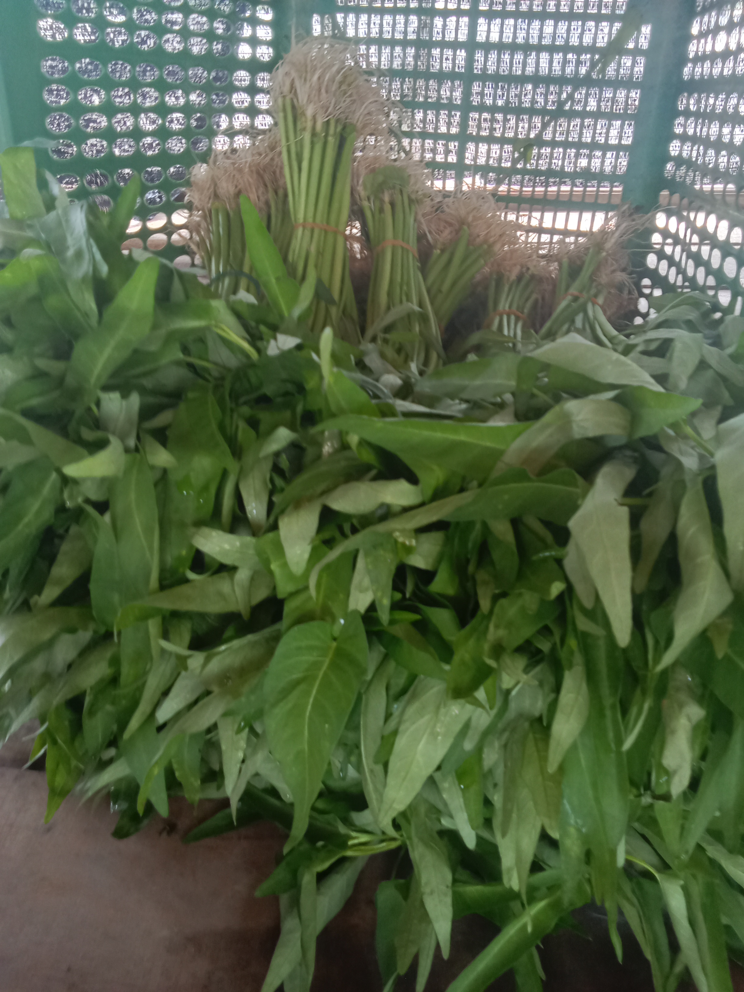 Sayuran