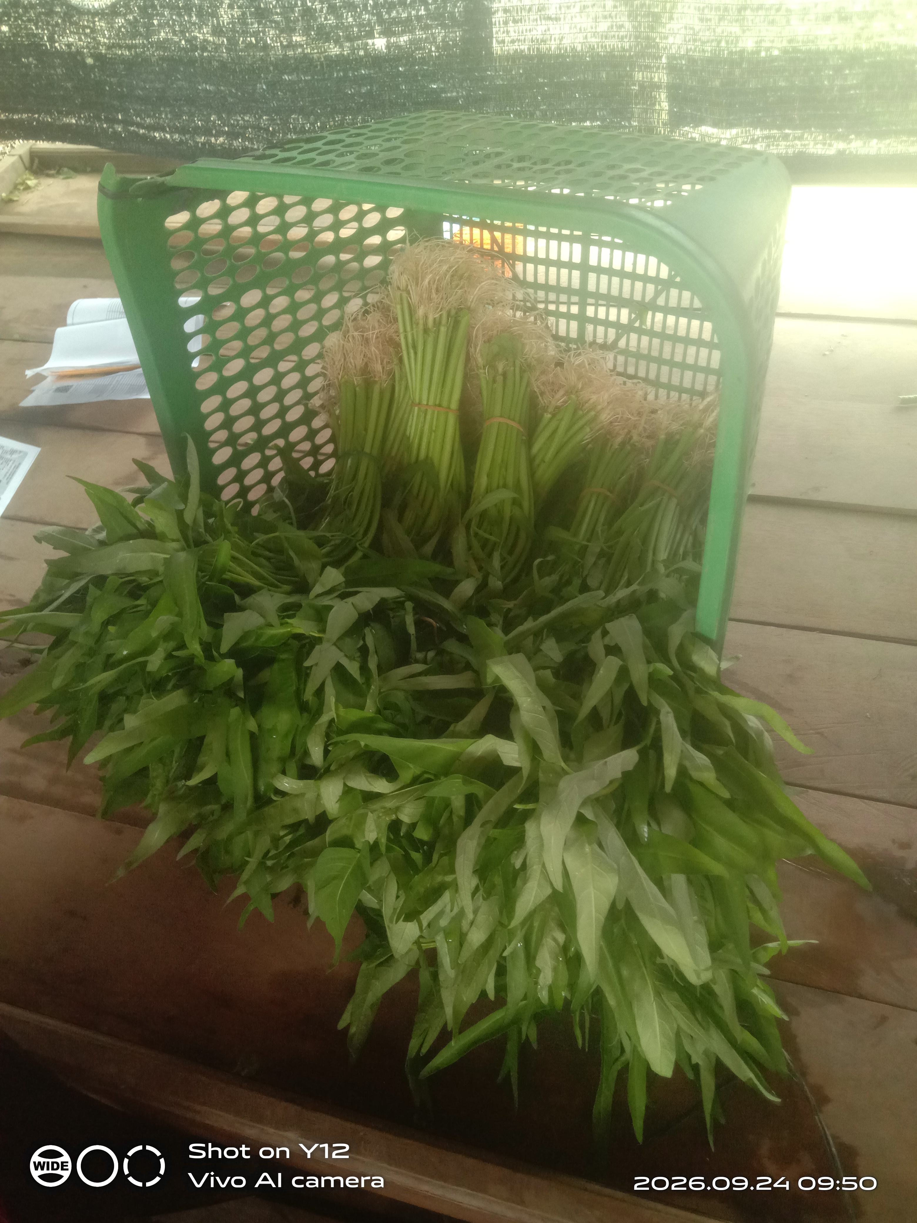 jual sayur