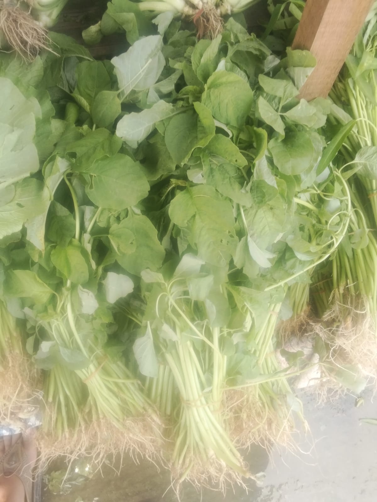 BAYAM