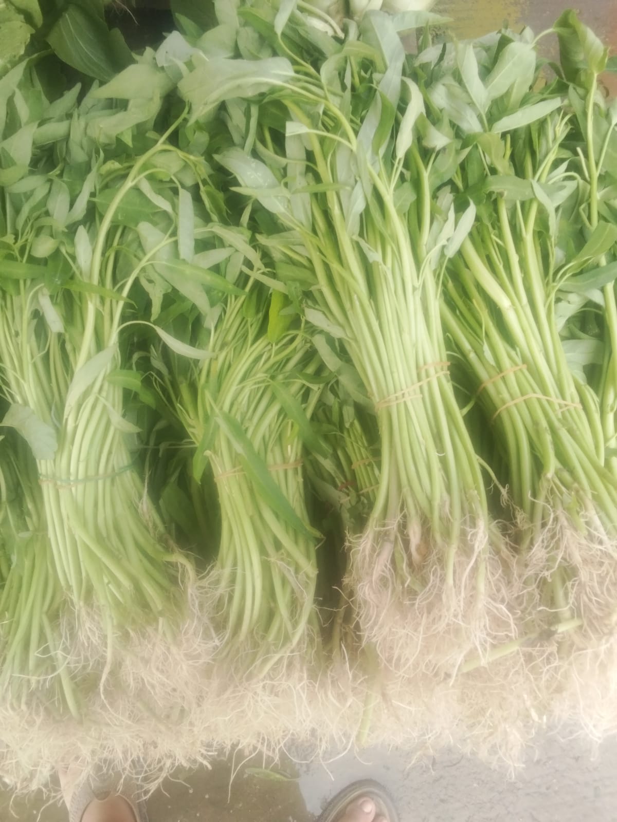 KANGKUNG