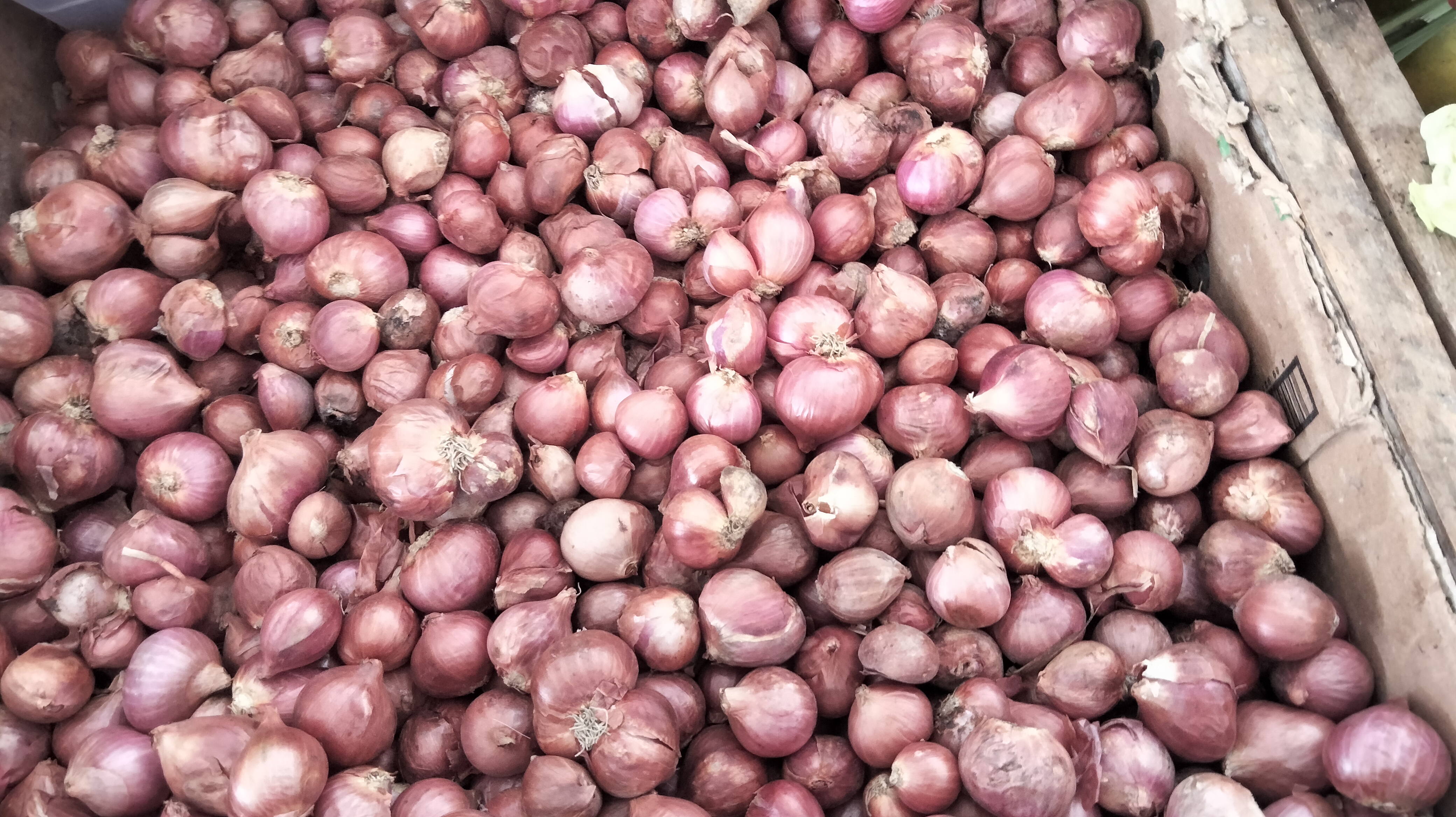 Bawang merah