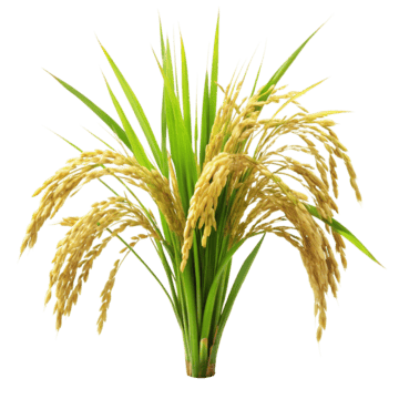 Padi Sawah
