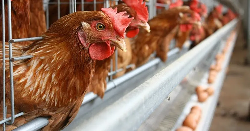 TERNAK AYAM PETELUR