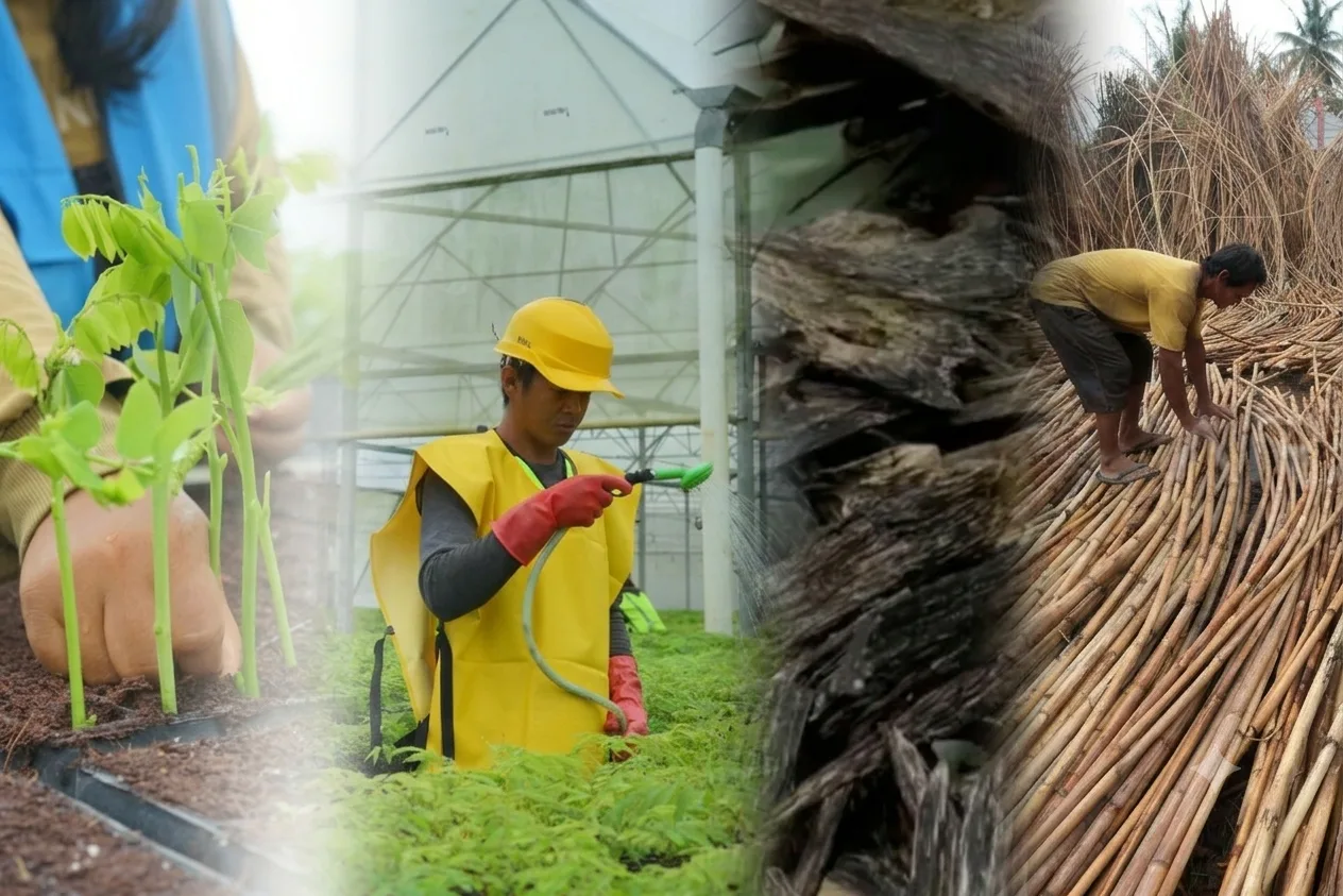 Kehutanan dan Hasil Hutan Bukan Kayu (HHBK)
